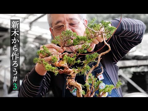 【#3】新木から真柏を作ろう。針金掛け編【盆栽Q】 hqdefault