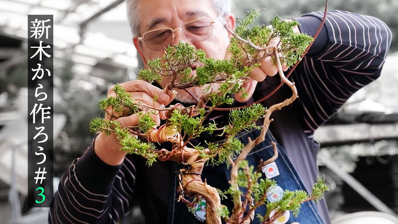 【#3】新木から真柏を作ろう。針金掛け編【盆栽Q】