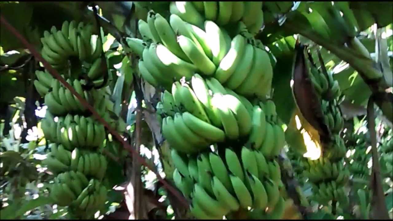 My Amazing Banana Farm YouTube