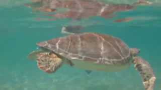 Sea Turtle Surfaces For Air In Mexico