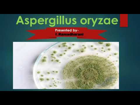 Video: Effecten Van Een Nieuw Bacterieel Fytase Tot Expressie Gebracht In Aspergillus Oryzae Op De Verteerbaarheid Van Calcium En Fosfor In Diëten Die Worden Gevoerd Aan Gespeende Of Groe