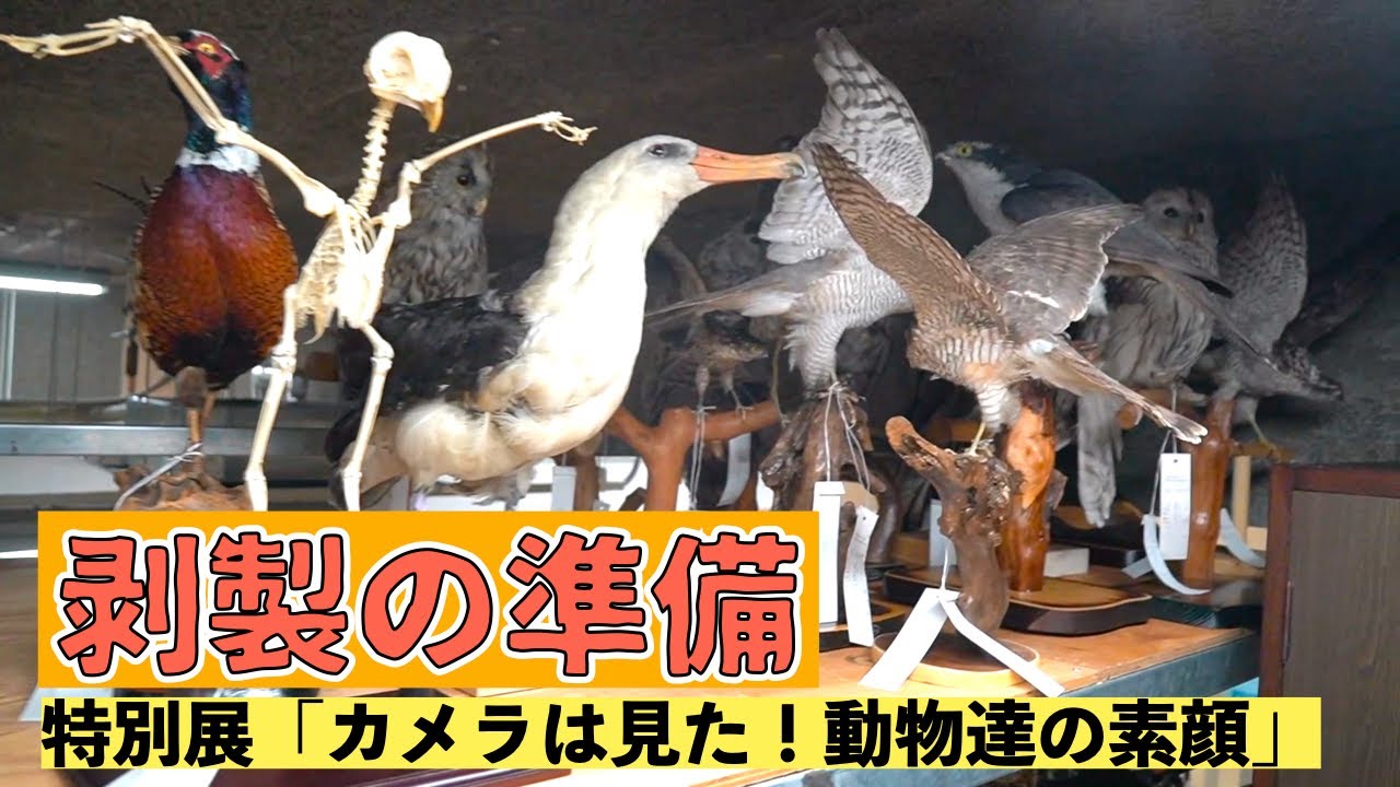 ウミガメ　剥製 Yahoo!オークション -「ウミガメ 剥製」の落札相場・落札価格