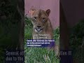 Three lions die of suspected heatstroke at Tokyo zoo