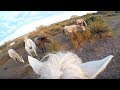 Dans la peau d'un cheval de Camargue - ZAPPING SAUVAGE