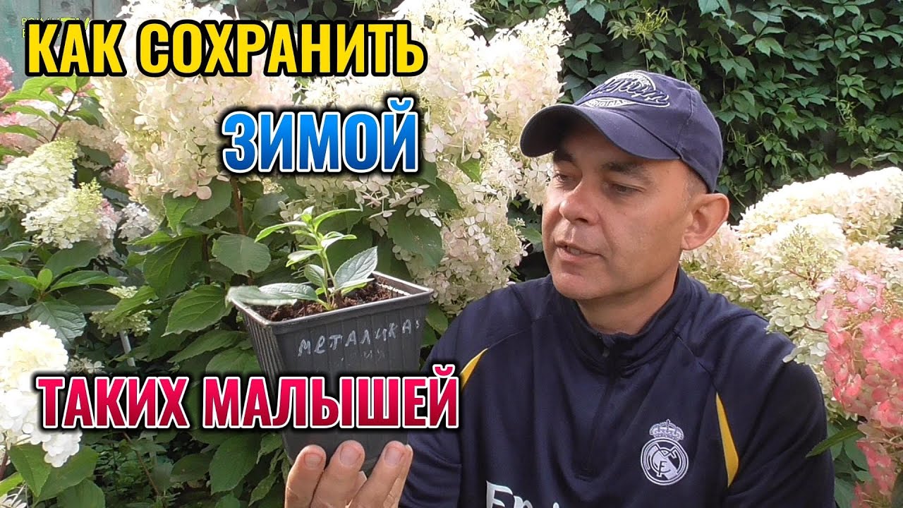 Цветущая гортензия в саду