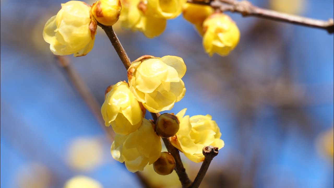 蝋梅と梅と水仙と～2026～♪