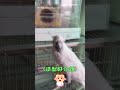 【時尚達鳥】鸚鵡頭頂長出雙馬尾 媽看傻眼：怎麼回事｜鸚鵡｜馬尾｜媽媽｜巴丹鸚鵡｜寵物