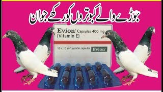 EVION  JORAY WALAY KABOOTRON KO RAKHY TNADRUST AUR JAWAN ll  EVION FOR BREEDING PIGEONS