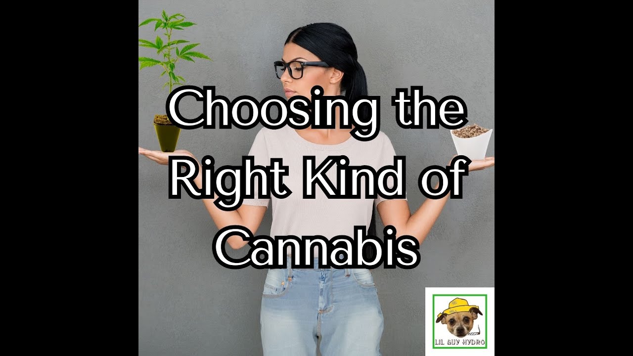 Selecting the Right Cannabis Plants: Auto vs Photo, Strain Selection, and Seed vs Clones