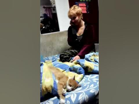 котик няшка - YouTube