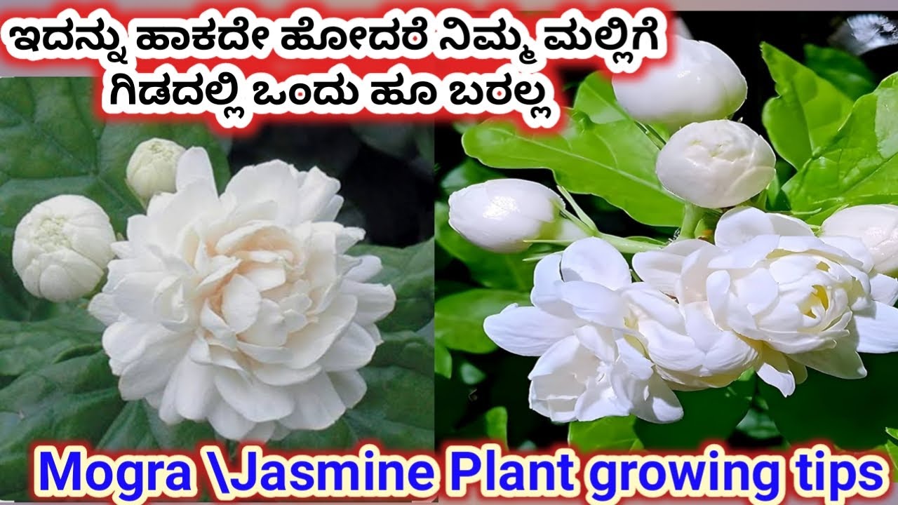ಮಲ್ಲಿಗೆ ಗಿಡದ ತುಂಬ ಹೂ ಬರಲು ಈ ಕೆಲಸ ಈಗಲೇ ಮಾಡಿ || Jasmine Plant care tips & Fertilizer ||