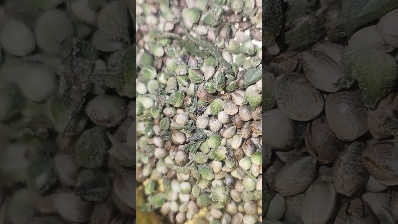 grimace's dank shake, sorting seed 