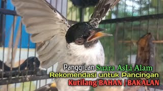 Suara Burung Kutilang Gacor Asli Tanpa Isian Ampuh Untuk Pikat Kutilang Bikin Kutilang Ribut Gacor