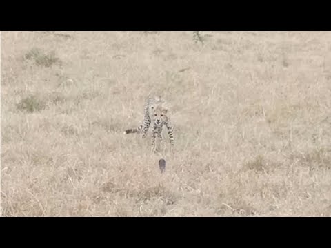 Cheetah comes face to face with a spitting cobra