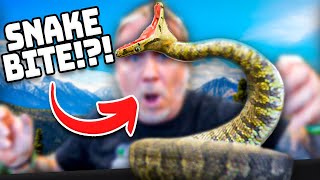 My Most Angry Snakes!