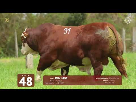 LOTE 48   TAT N91 M Braford