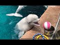 2018/02/24 ベルーガの公開トレーニング完全版【16:30の回】@名古屋港水族館