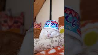 わかめ 青森煮干しラーメン 260201 #のせ猫  #cat #cute #ねこ  #猫のいる暮らし  #cutecat  #ネコ  #kitty  #kitten