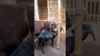 Goats Beautifull Moment। animal lover #shortvideo #shortsvideo #sorts #sortsvideo 3sep ep2