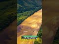 🌊 The Golden Frequency: Rewiring Your Reality