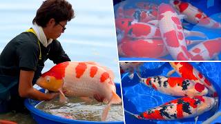 2 of the Most Affordable Gosanke Breeders in Japan | Koi Hunting at Nagoshi & Marudo Koi Farms