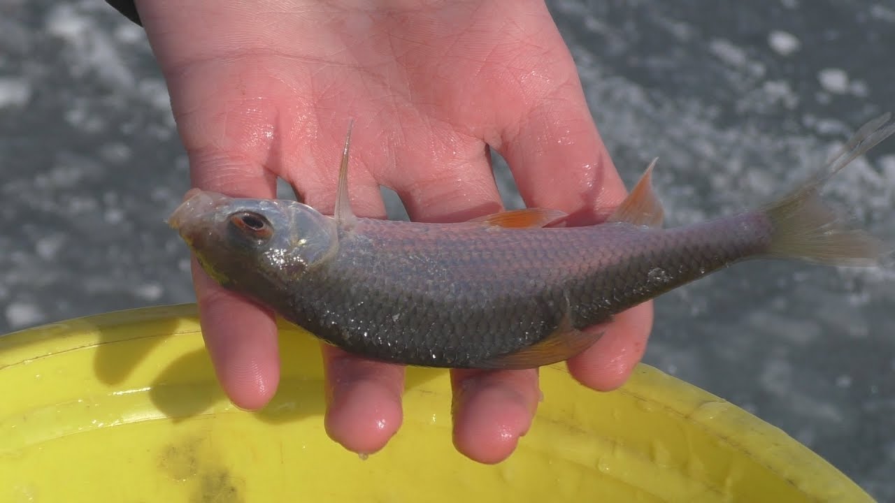 Зимняя рыбалка. Окунь ,щука и плотва. My fishing.