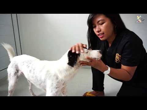 Video: Komunitas Menjangkau Untuk Membantu Anjing Yang Membutuhkan Pembedahan