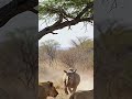 Rhino Takes On a Whole Lion Pride — Fearless!