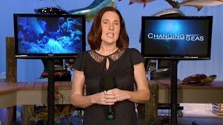 WPBT2 CEO Dolores Sukhdeo Does the ALS Ice Bucket Challenge