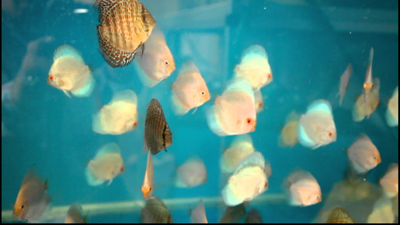 Tonys Discus in Sweden - Part 5 - YouTube