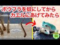 ボウフラを蚊になるまで育て、アマガエルに食べさせてみました【byおたま日記】