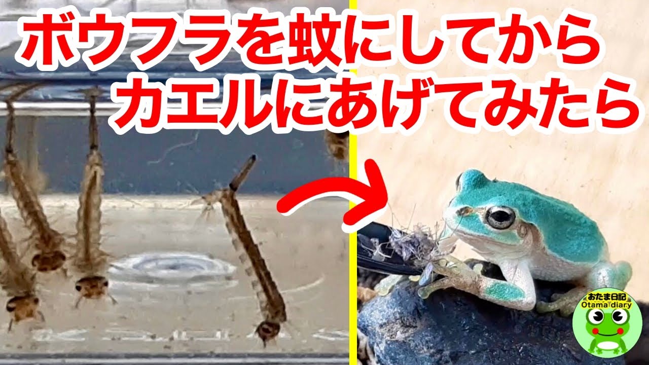 ボウフラを蚊になるまで育て アマガエルに食べさせてみました Byおたま日記 Youtube