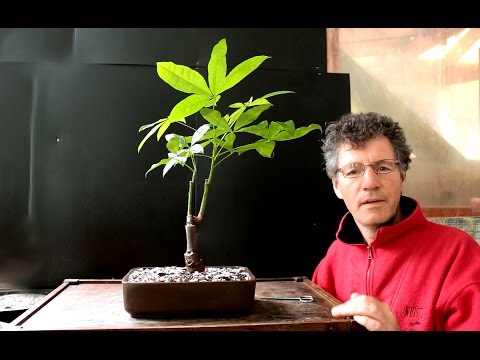 Money Tree Bonsai, (Pachira aquatica), June 2016