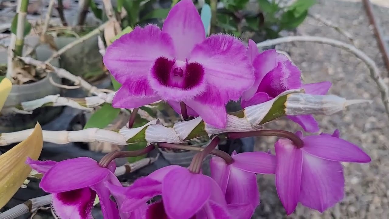 雨季高溫多濕，該如何管理，肥料如何施用，開完花的老枝條，怎麼處理
