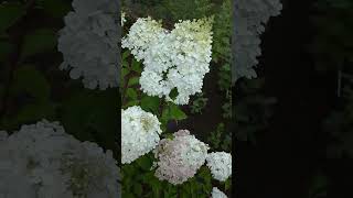Цветение Гортензий В Саду На Даче #Гортензии #Цветы #Гортензия #Сад #Дача #Flower #Garden