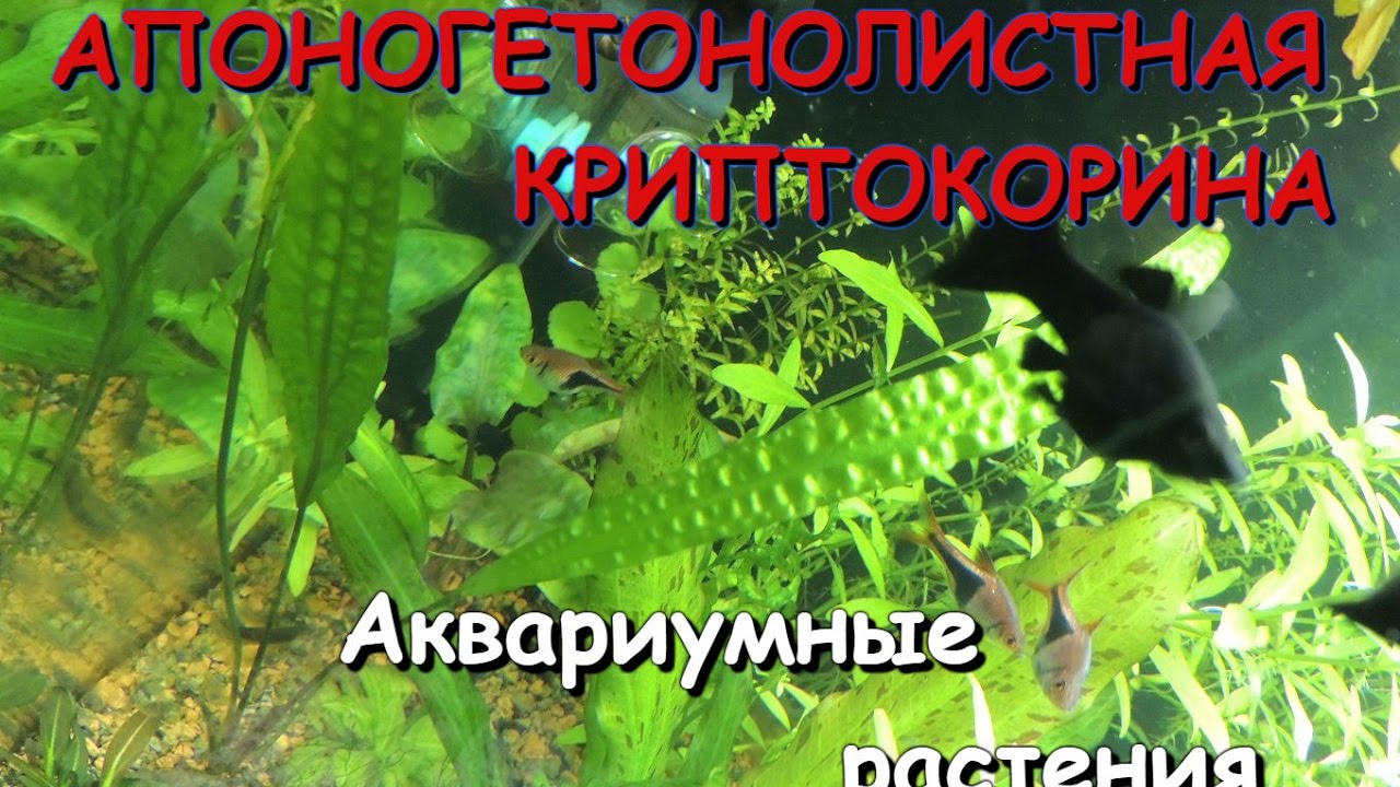 Криптокорина апоногетонолистная(Cryptocoryne aponogetifolia)