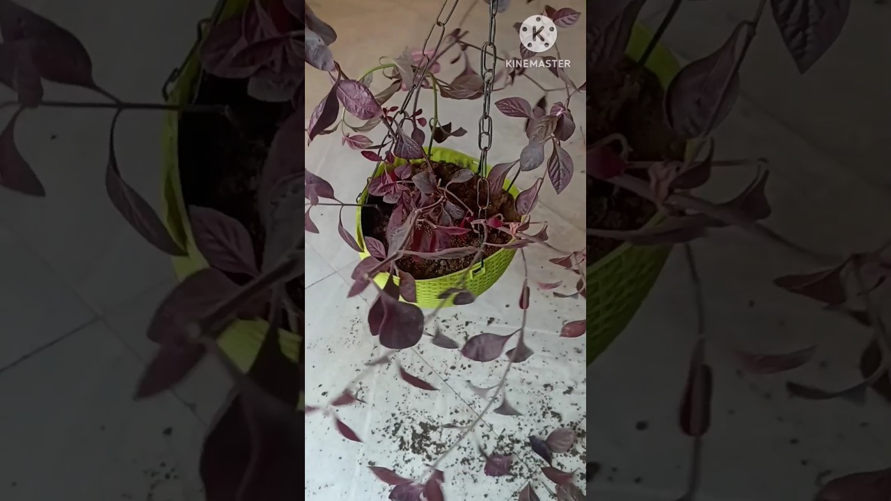 Lalsa plant in hanging basket🧺
