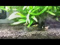 20181114_水槽と生牡蠣［51.9］
