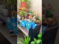 Nature#gardeningideas#plants#ytshorts
