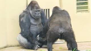 Shabani courts Ai aggressively.Gorilla