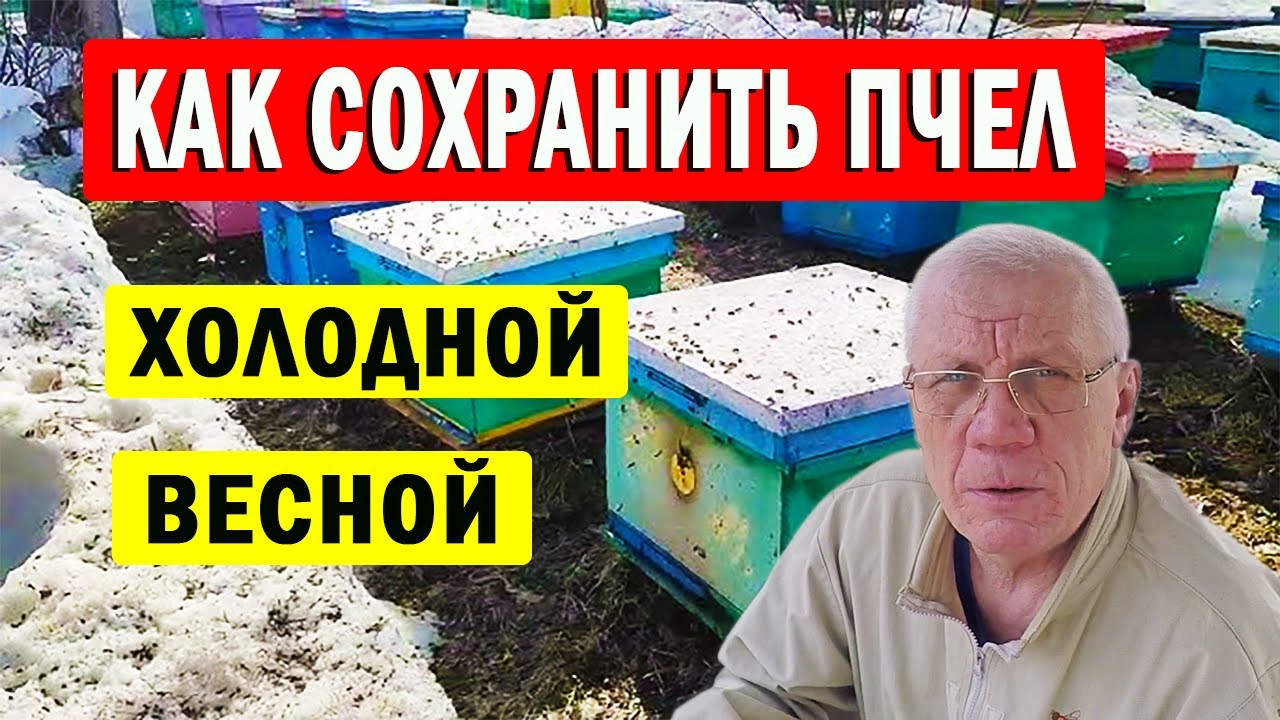 О Чём Забывает пчеловод ранней весной? Как Помочь пчелам весной?