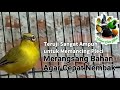 Merangsang Pleci Agar Nembak Ngotot Ga Pake Lama Mp3 - Mp4 Download