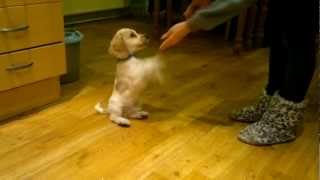 Full 10 week old buzz the english cocker spaniel in training News