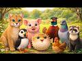 Cute Animal Moments: Puma, Pig, Puffin, Pufferfish, Pheasant, Pigeon, Polecat - Animal Sounds