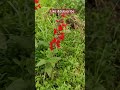 Colourful flowers #subscribe #travel #trendingshorts #mobilephotograpy #kathumela #youtubeshorts