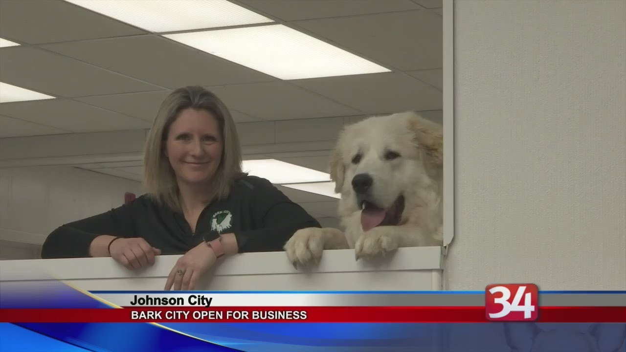 New doggy daycare opens in Johnson City YouTube