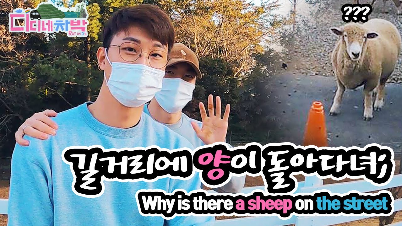 차박 캠핑 VLOG 【7】 남해 독일마을과 양떼목장에 간 게이커플 브이로그 (Gay couple got attacked) 백사슴