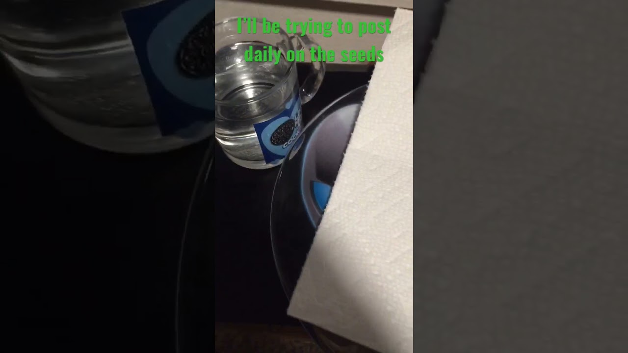 Double Grape 🍇 Mephisto Genetics Germination