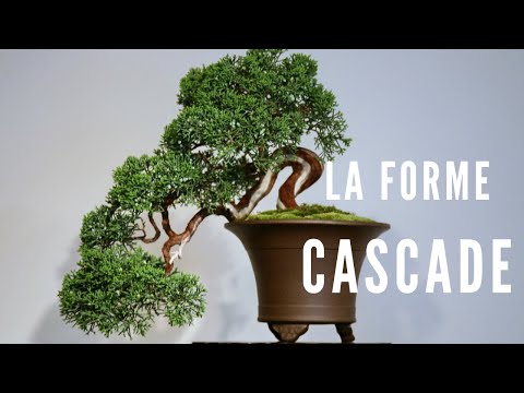 Vidéo: Bonsaïs en cascade : Conseils pour façonner une forme de bonsaï en cascade
