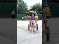 This unique dog picks up owner of school